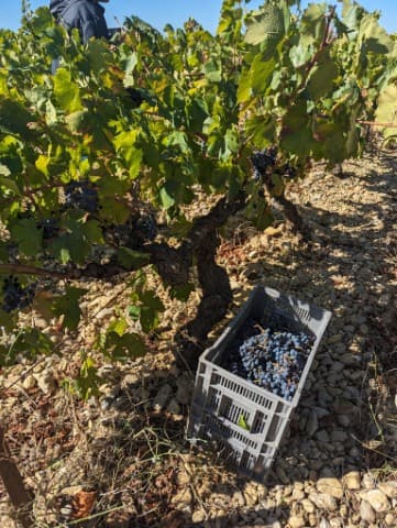 Shared Wines