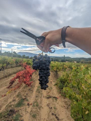 Shared Wines
